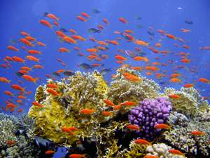 Diving